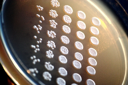 Yeast cells reproduce asexually